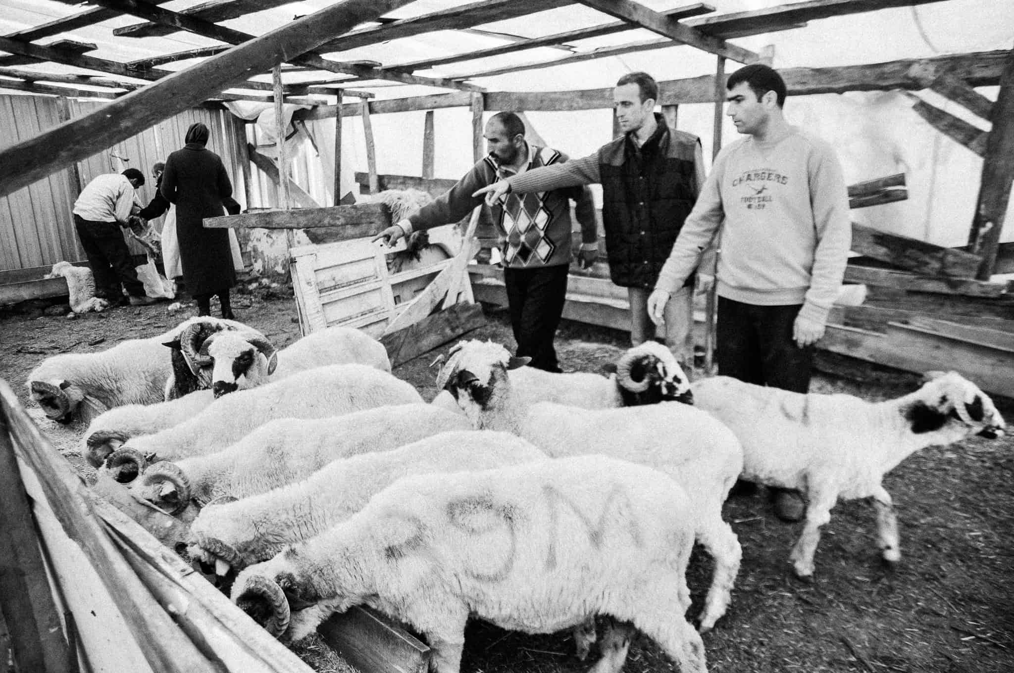 Kurban — The Sacrifice, Feriköy Istanbul 2009, photograph 19, documentary photography by Tarık Kaan Muslu