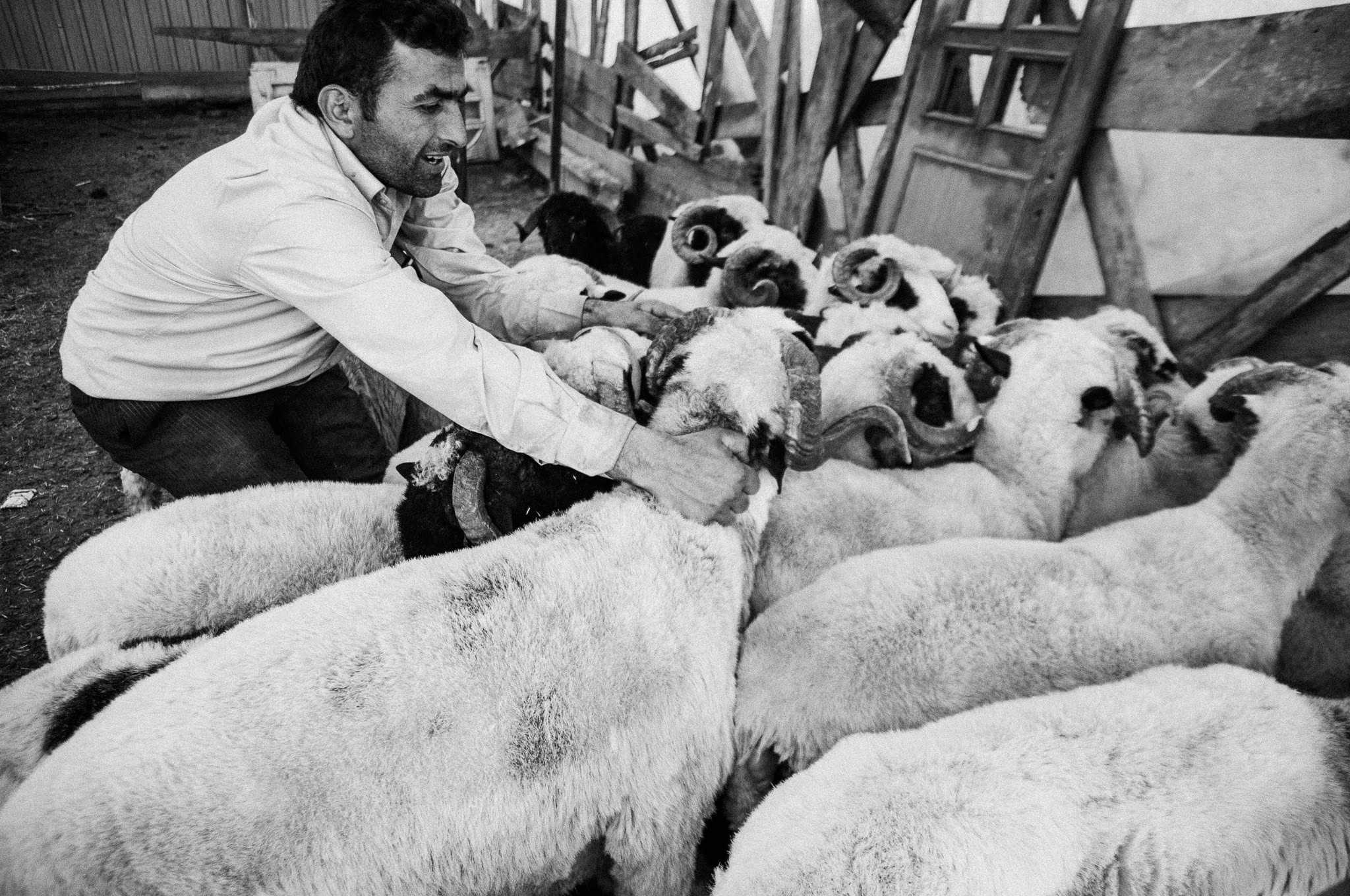 Kurban — The Sacrifice, Feriköy Istanbul 2009, photograph 2, documentary photography by Tarık Kaan Muslu
