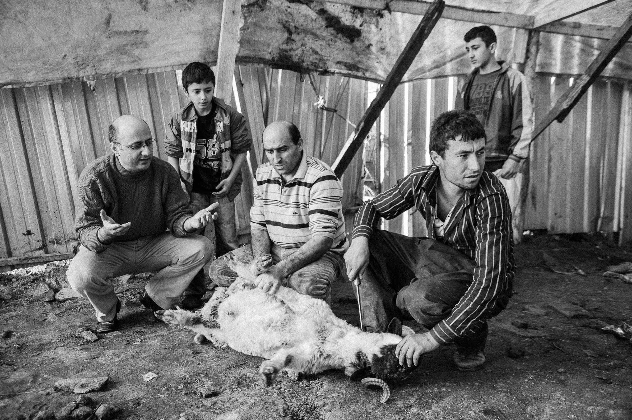 Kurban — The Sacrifice, Feriköy Istanbul 2009, photograph 5, documentary photography by Tarık Kaan Muslu