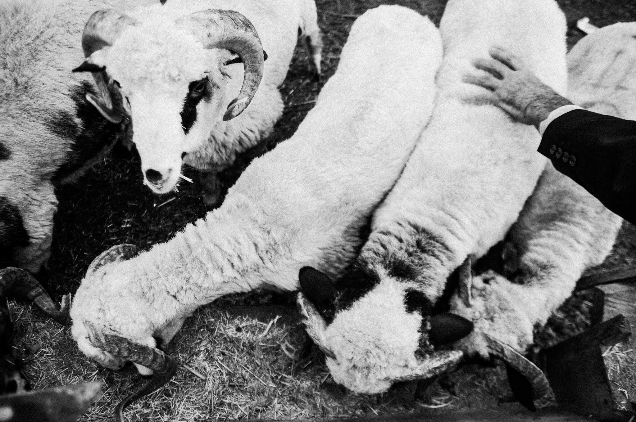 Kurban — The Sacrifice, Feriköy Istanbul 2009, documentary photography by Tarık Kaan Muslu