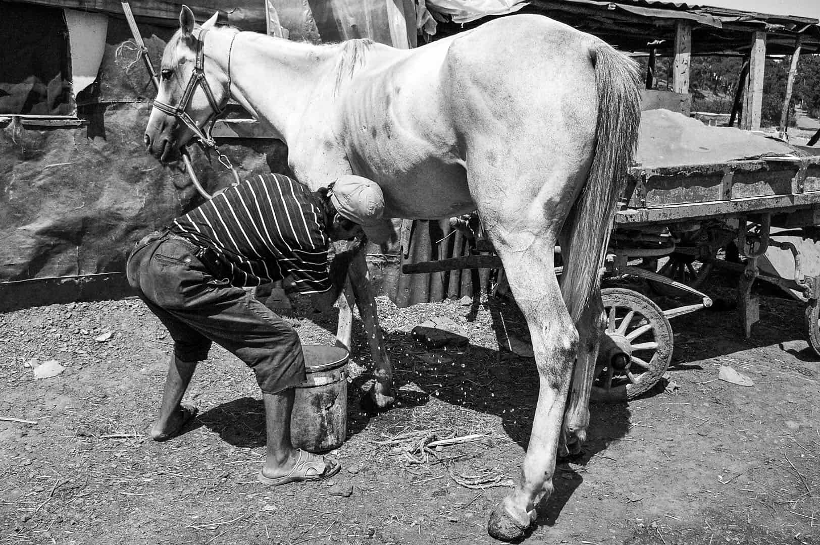 Black and white documentary photograph of stablemen performing hoof care on a horse with a bucket and brush, Büyükada, Istanbul, 2014 by Tarık Kaan Muslu